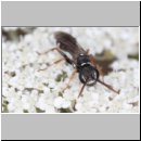 Mellinus crabroneus - Grabwespe m08 10mm - OS-Wallenhorst Sandgrube.jpg